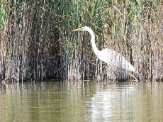 Velencei-tó élővilága